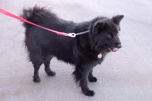 Picture of Dolly