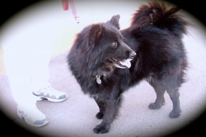 Picture of Dolly