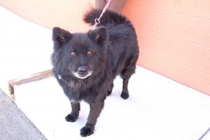 Picture of Dolly