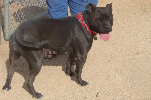 Picture of Ebony