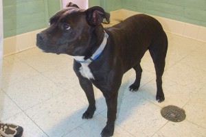 Picture of Ebony