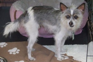 Picture of Peaches
