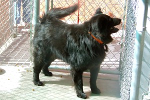 Picture of Polly