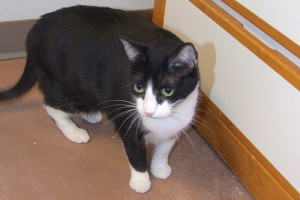 Picture of Bandita