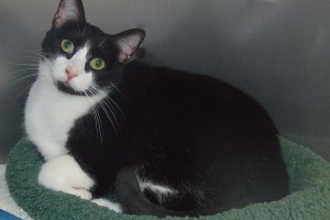 Picture of Bandita