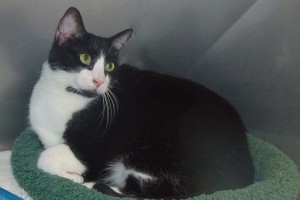 Picture of Bandita
