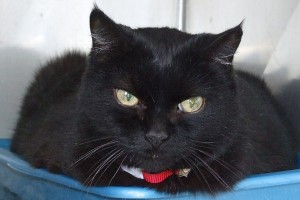 Picture of Bobby Cat
