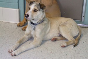 Picture of Bonnie