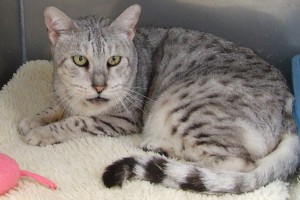 Picture of Boomer