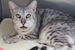 Picture of Boomer