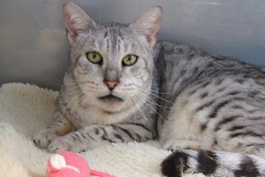 Picture of Boomer