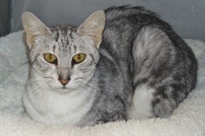 Picture of Bullseye