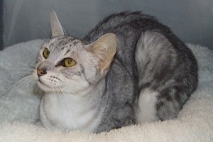 Picture of Bullseye