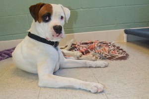 Picture of Buster
