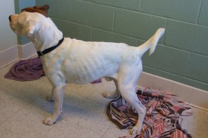 Picture of Buster