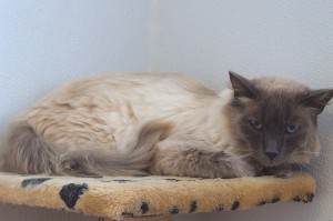 Picture of Fluff