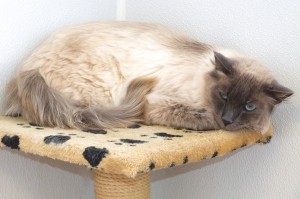 Picture of Fluff