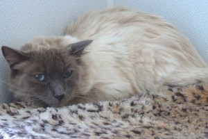 Picture of Fluff