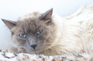 Picture of Fluff