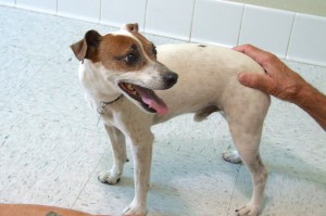 Picture of Kringle