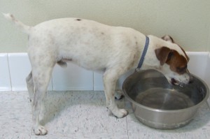 Picture of Kringle