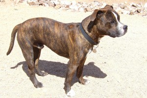 Picture of Sampson