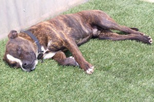 Picture of Sampson