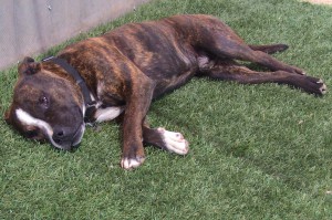 Picture of Sampson
