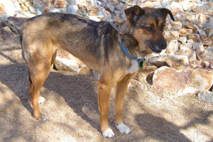 Picture of Shelby