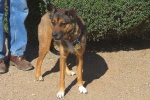 Picture of Shelby