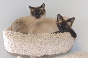 Picture of Slick