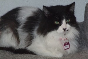 Picture of Baby Boo