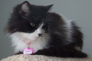 Picture of Baby Boo