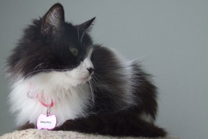 Picture of Baby Boo