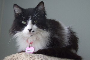 Picture of Baby Boo