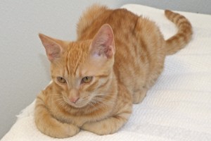 Picture of Cheddar