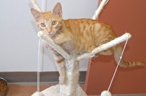 Picture of Cheddar