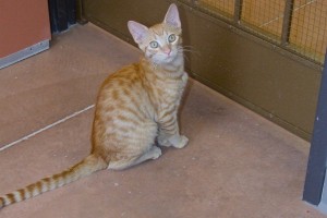 Picture of Cheddar
