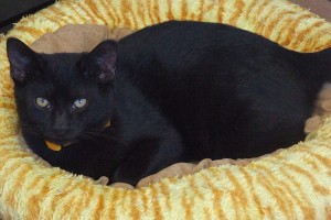 Picture of Colby