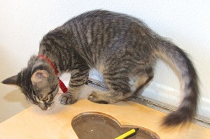 Picture of Ivy