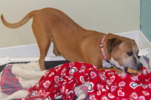 Picture of Maisy