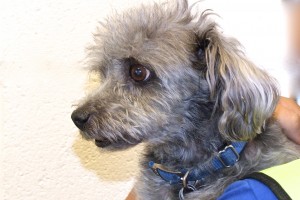 Picture of Trooper
