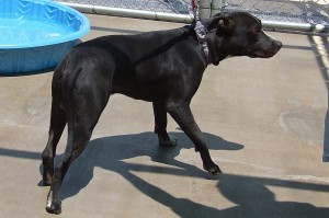 Picture of Achilles