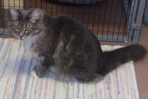 Picture of Amber