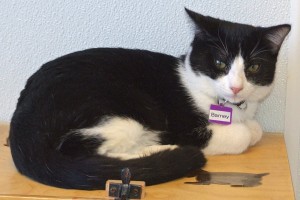 Picture of Barney