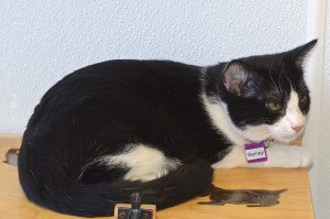 Picture of Barney