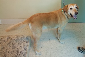Picture of Chase