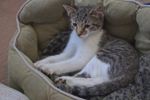 Picture of Jammie