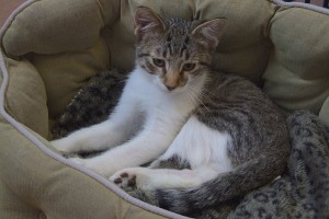 Picture of Jammie