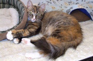 Picture of Jazz